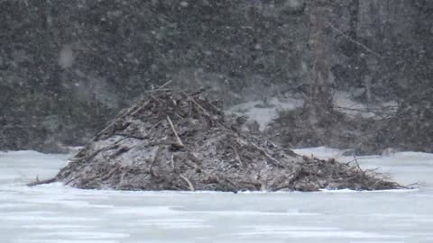 Beaver Lodge