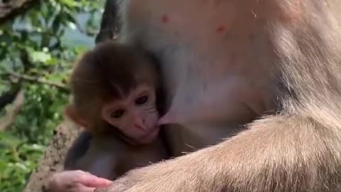 The cute monkey baby and his mother eating happily