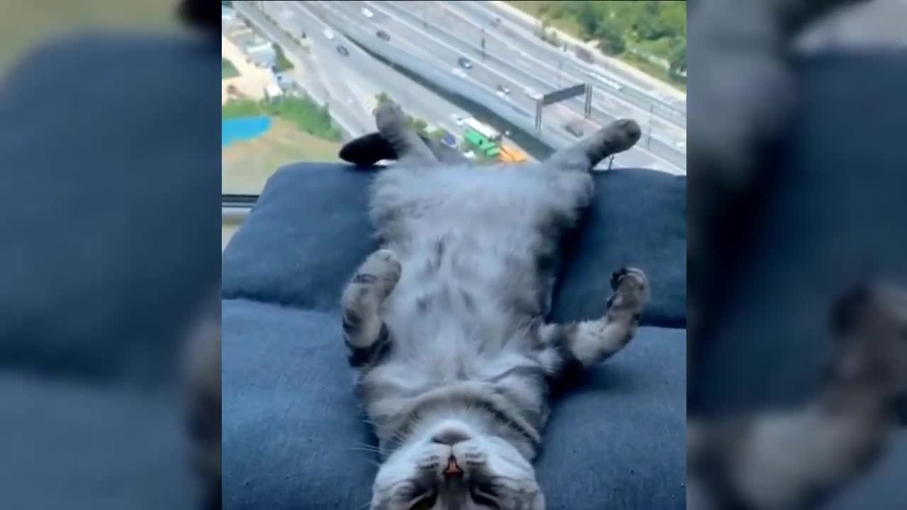 Funny/Cute Cats Compilation 😂