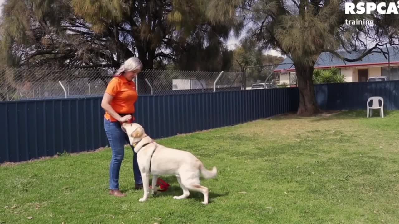 DOG TRAINING: TRAIN YOUR DOG TO SIT AND DROP