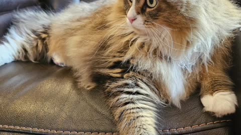 Petunia And Her Busy Sunday (Featuring Petunia The Norwegian Forest Cat)