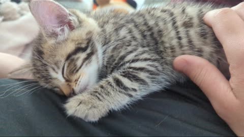 Sleeping kitten