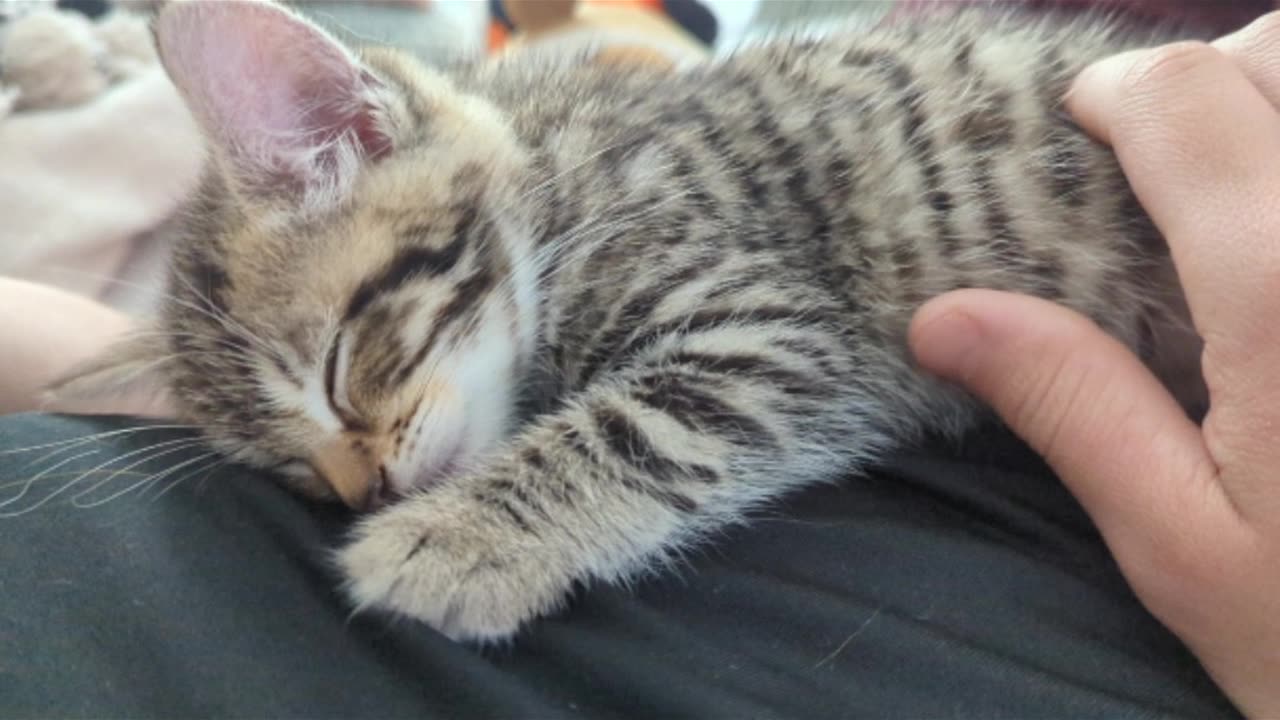 Sleeping kitten