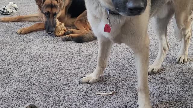 Kai has stolen Zeus bone