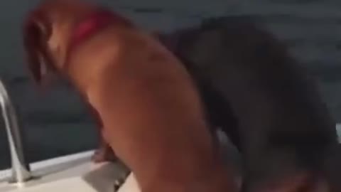 .dogs are very excited 😅 #shorts