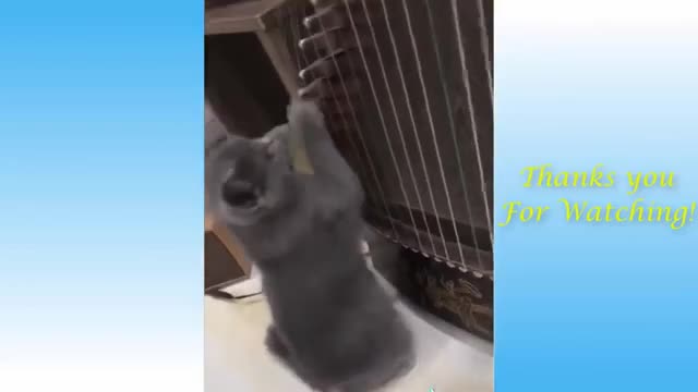 Funny videos of cute cat animals how can you be so smart!