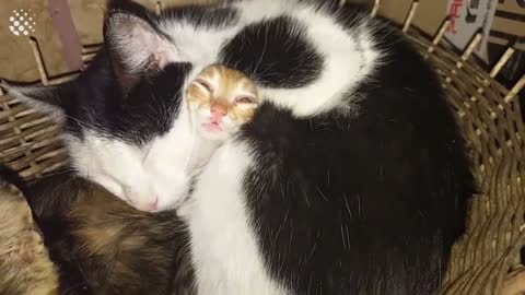 Viral cat video