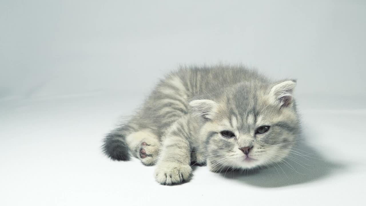 ANIMAL SHOW - A KITTEN WATCHING A TOY BEHIND THE CAMERA