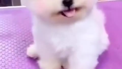 Dogs | Awesome Funny Pet Animals