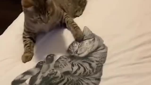 Cute cats video Funny 2022