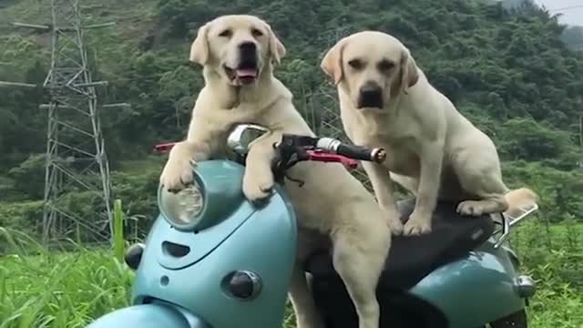 😍 Cute Funny and Smart Dogs Compilation - Cute