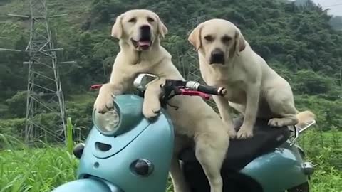 😍 Cute Funny and Smart Dogs Compilation - Cute
