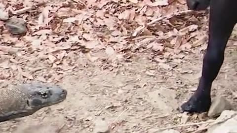 Newly discovered facts about the komodo dragon