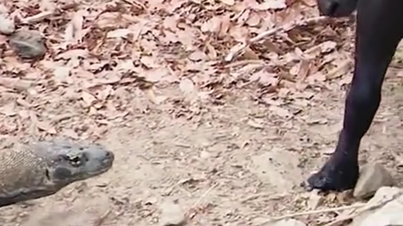 Newly discovered facts about the komodo dragon
