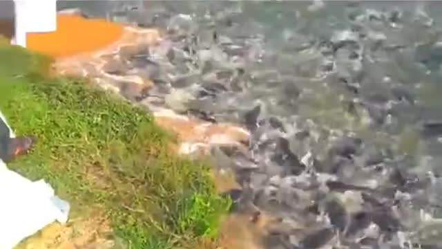 Large Population of fish