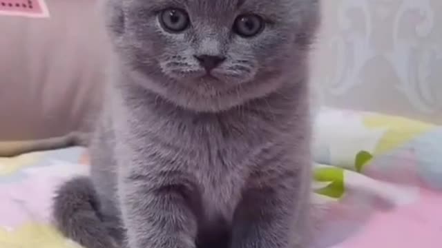 Cute and Funny Cat Videos Compilation 2021_#shorts