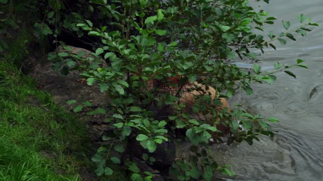 Brown Bear in Water