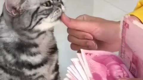 catloverafia How cute? ❤️😻❤️