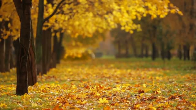 Autumn Fall_Season Nature_ Leaves a tree