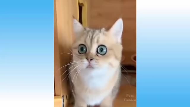 Funny Cat 🐈 videos ~ try not to laugh