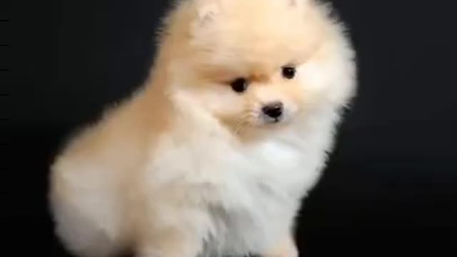 cute dog