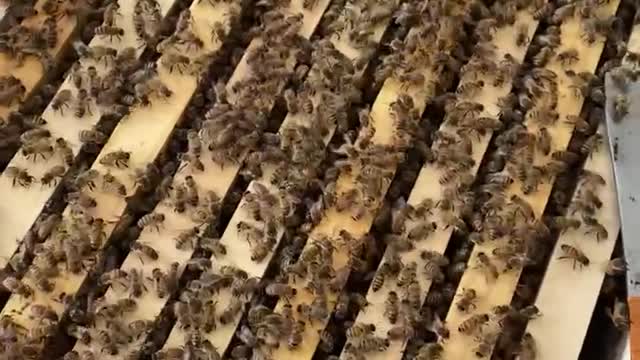 Split to 4th hive & check-up on Hive No. 3