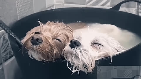 The dog dog bath