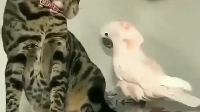 Beautiful Parrot playing with cat tail