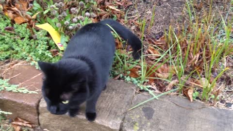 😻A Very Talkative Friendly Black Cat😻