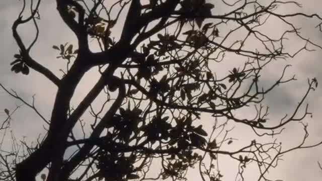 Dry tree with a few leaves on top of a hill