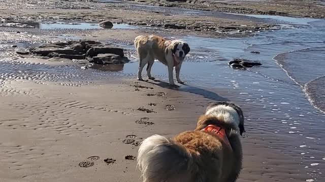 Low tide with the dogs