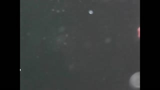 A Underwater Look At Brook Trout Ice Fishing..No Hook