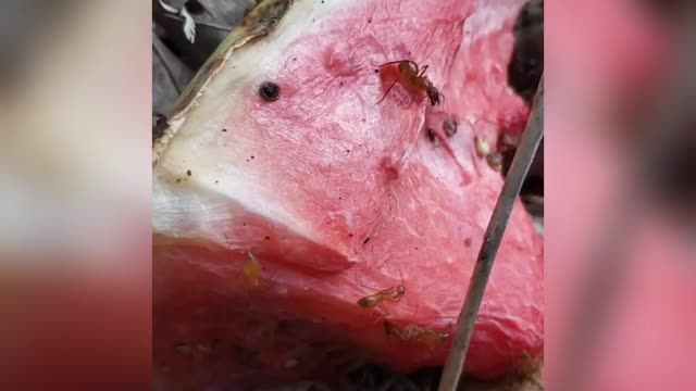 Ants At A Picnic