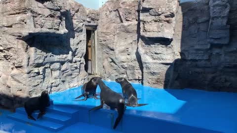 family-gathering seals