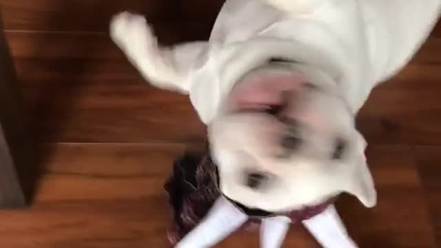 French bulldog runs into room and falls down