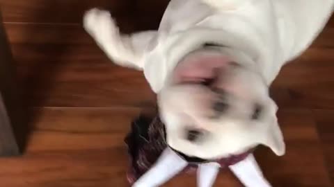 French bulldog runs into room and falls down