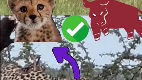 Buffalo vs Leopard Wild Safari Close-Ups 🐃😱🐆 #wildanimals #shorts895