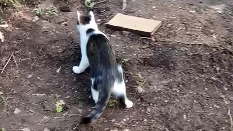 Cat play with big mouse