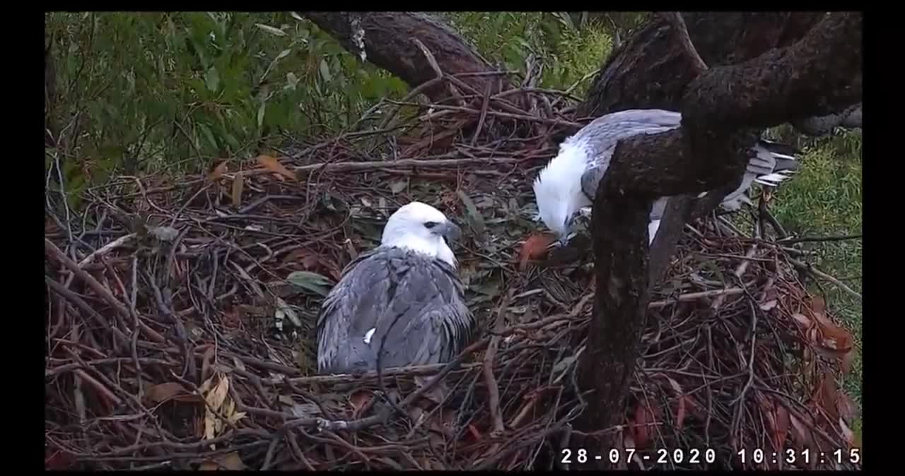 Sydney White-bellied Sea-Eagle