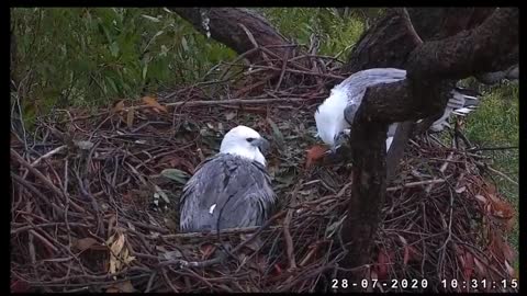 Sydney White-bellied Sea-Eagle