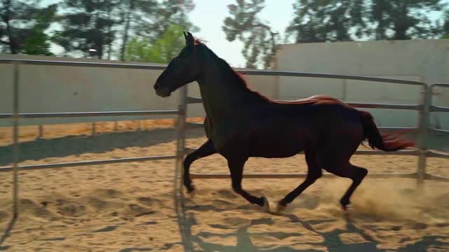 beautiful horse exercising in an arena