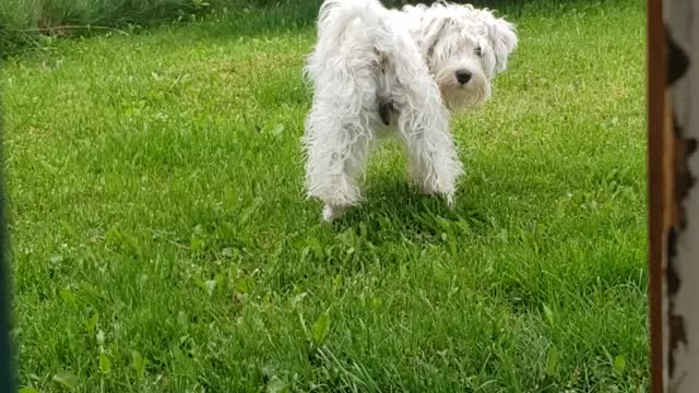 Abraham the miniature schnauzer