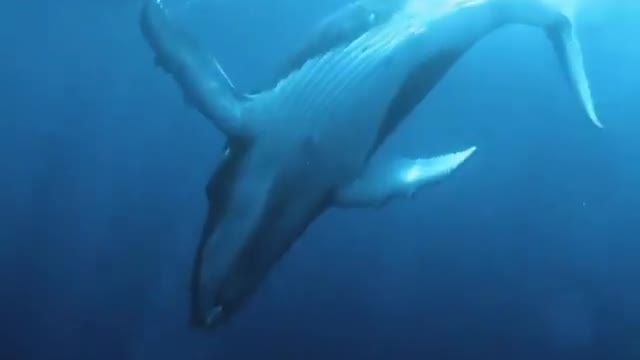 the humpback whale singing !