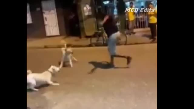 Street Dog Fight Man.. Funny🤣😝 video