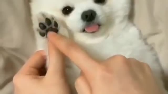 Cute Dog is making a call for you