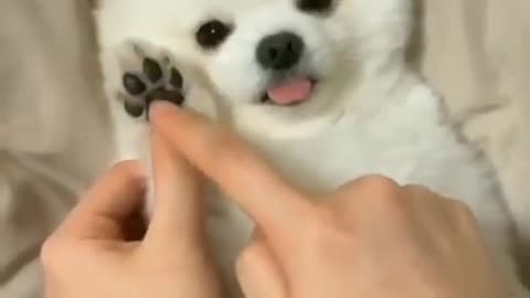 Cute Dog is making a call for you