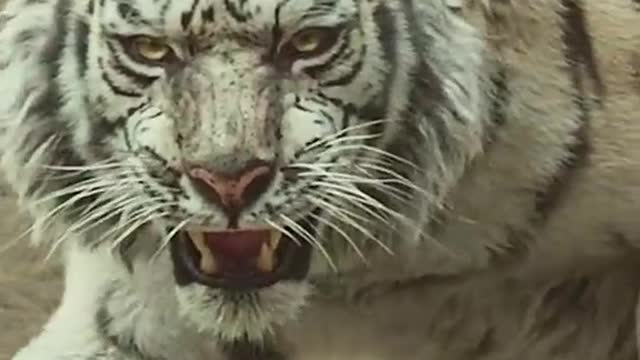 Man-eating tiger