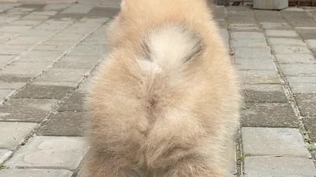 Cute dog smale