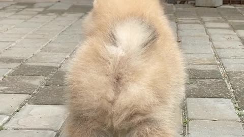 Cute dog smale
