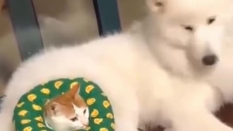 Cute cat nd dog [must watch video puppy lovers]